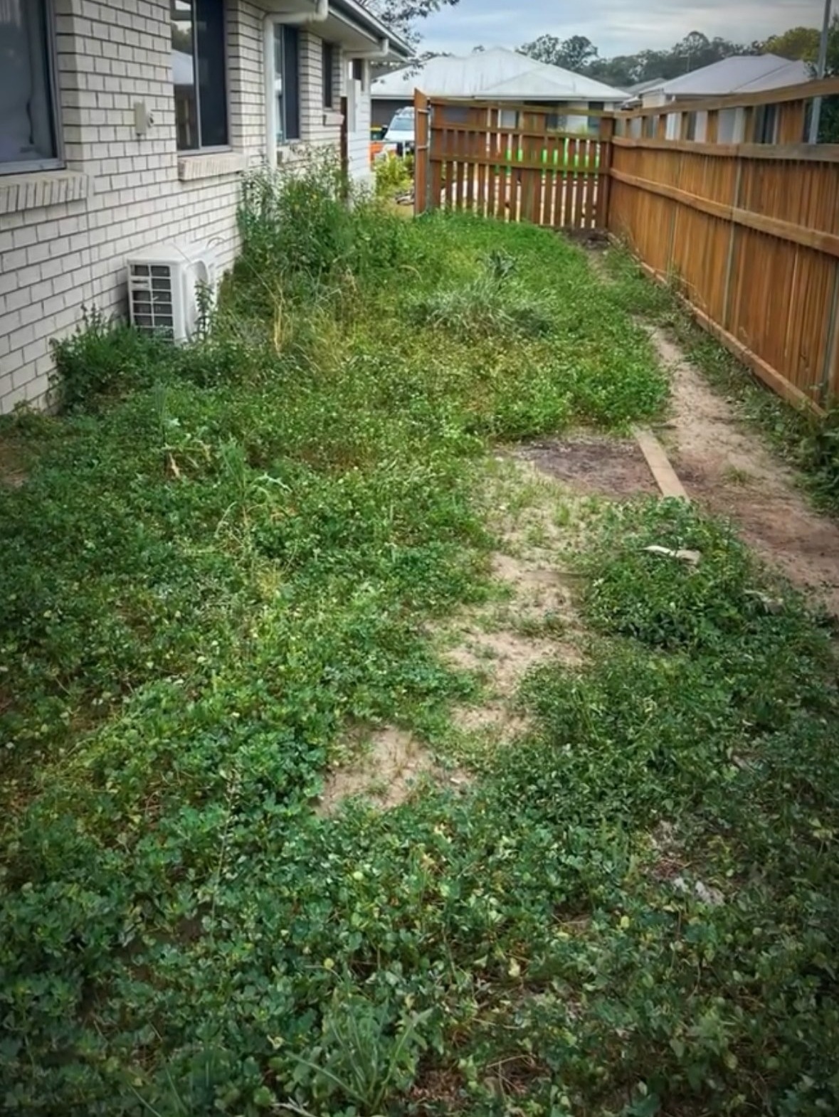 Overgrown side yard before the tidy-up